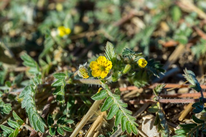 Bulgarian Tribulus je najsilnejší stimulant, ktorý sa postará o zvýšenie testosterónu 